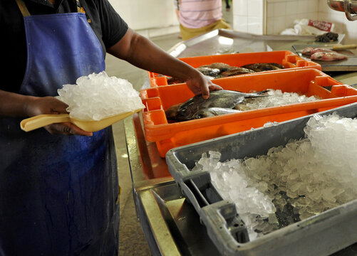 Hielo picado para conservar el pescado fresco en la pescader&iacute;a.