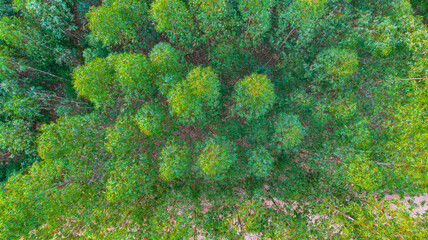 Aerial view of a Eucalyptus plantation
