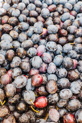Black olives harvested in a Mediterranean garden to extract its virgin oil rich in healthy fatty acids.