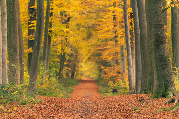 Autumnal path covered with leaves and the yellowish vegetation of the trees that blend into the horizon.