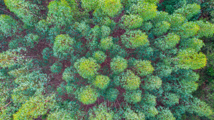Aerial view of a Eucalyptus plantation
