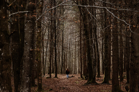 Fototapeta Back view of unrecognizable female traveler in warm clothes walking on path covered with dry leaves in silent autumnal forest with bare trees
