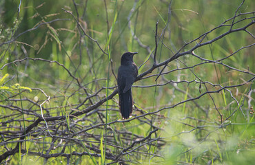 Black cuckoo perching in a tree - brood parasite bird