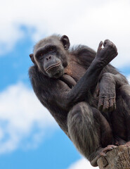 Sitzender Schimpanse auf einem Baumstumpf beobachtet sein Revier