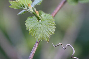 Green vine leaves on branch. Close up how to grow vine leaf. 