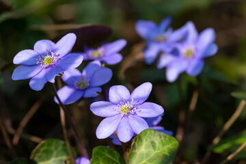 Leberblümchen,  hepatica nobilis