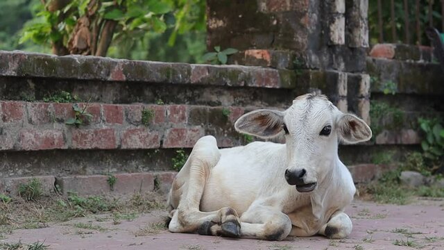 Close up footage of a white indian calf sitting on the ground with selective focus. Indian cow is trying to stand up on the road with copy space. Cute indian calf is munching.