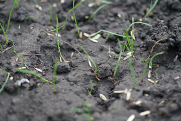 Close up of growing grass on wet ground. Macro focus on small green grass. Growing weed.