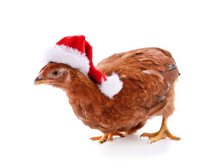 Chicken in a Christmas hat.
