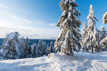 Fototapeta na wymiar Snowy winter landscape in Koli National Park, Finland