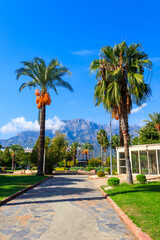 Pedestrian walkway and palm trees in a city park. Tropical landscape