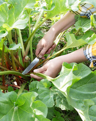 Women's hands with a knife cut off rhubarb stalks in the garden. Preparation of rhubarb for cooking.