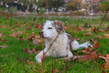 a white and brown dog in autumnal countryside with close eyes