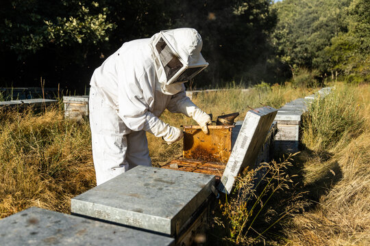 Male beekeeper in white protective costume taking honeycomb frame from hive while working in apiary in sunny summer day