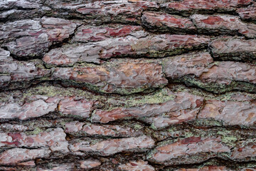 Pine tree bark background. Red pinus texture closeup. Ponderosa wood close macro. Old cedar skin, abstract wooden pattern. Detail textured rough natural surface. Horizontal timber