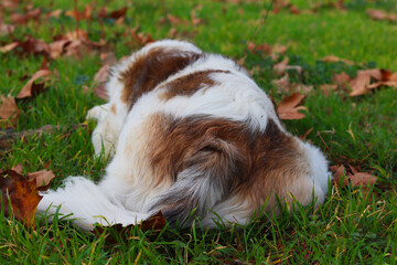 a white and brown dog resting in the grass