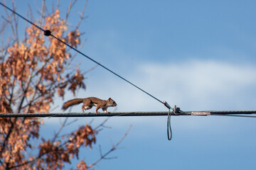Small brown squirrel walking on a long wire outside © Josh Bourget/Wirestock