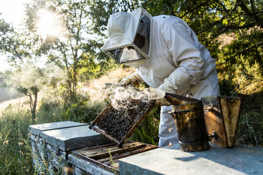 Anonymous beekeeper in protective gloves fumigating beehive with smoker while working on apiary in sunny day