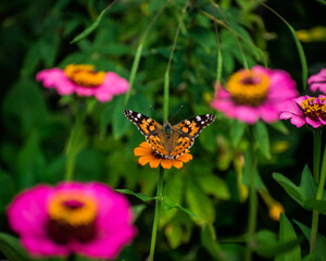 butterfly on flower