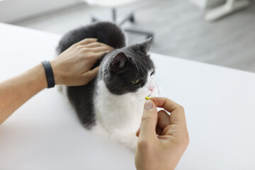 Cat lies on the table and is given pill. Medicines and vitamin for pets concept