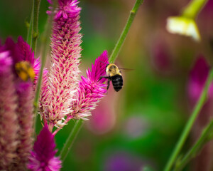 bee on a flower