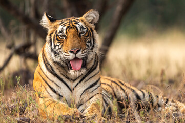 Naklejka premium Wild tigress portrait with her tongue out in natural green background at ranthambore national park or tiger reserve rajasthan india - panthera tigris tigris