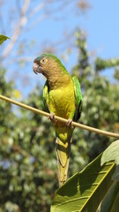 Cotorra colombiana