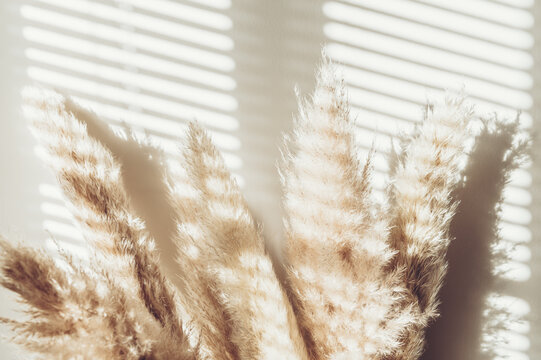 pics Aesthetic Pastel Color Pampas Grass Wallpaper https stock adobe com at images reed plume stem dried pampas grass decorative feather flower arrangement for home beach theme new trendy home decor summer direct light with strong shadows 393154082 start checkout 1 content id 393154082