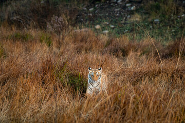 Fototapeta na wymiar Wild tiger head on at grassland area of dhikala zone of jim corbett national park or tiger reserve uttarakhand india - panthera tigris tigris