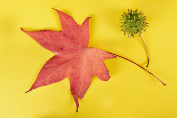 Japanese maple leaf and fruit on yellow background