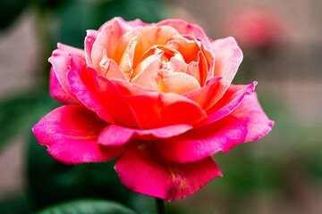 a rose bud on dark blurred background