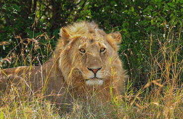 Male lion portrait, facing forward with short mane, lying in sunshine behind tall grass. Panthera Leo. Maasai Mara National Reserve, Kenya, Africa. Showing fur skin texture detail. 