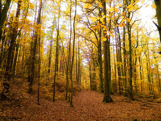 Polish forest in autumn.