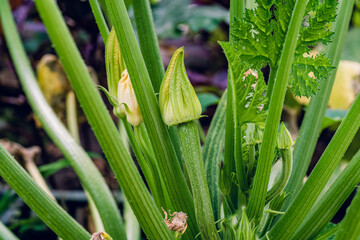 Fototapeta premium Growing squash. Blooming marrow among green stems. Zucchini bush.