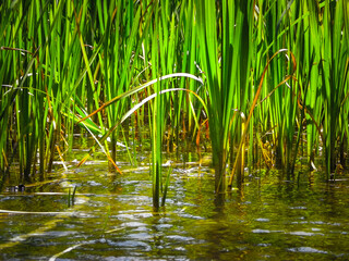 Close up of typha plant in lake water.