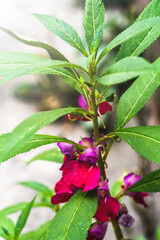 macro of a bright pink purple flower of Impatiens balsamina