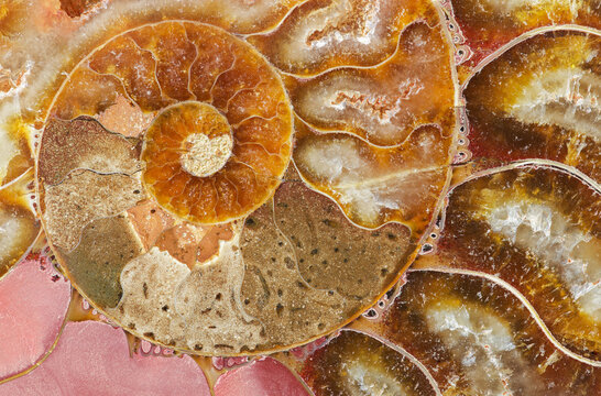 Macro photograph of a split fossilized ammonite shell showing the internal mineralized chambers; an extinct marine invertebrate from Madagascar; age: Cretaceous-Albian stage (110 million years ago)