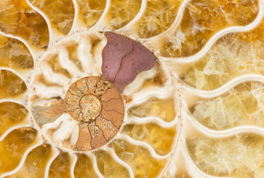 Macro photograph of a split fossilized ammonite shell showing the internal mineralized chambers; an extinct marine invertebrate from Madagascar; age: Cretaceous-Albian stage (110 million years ago)