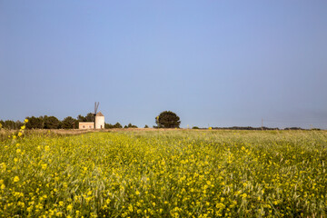 Fototapeta na wymiar field of flowers with old stone mill in the background and a tree