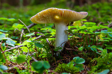 Pilz mit Gegenlicht von oben