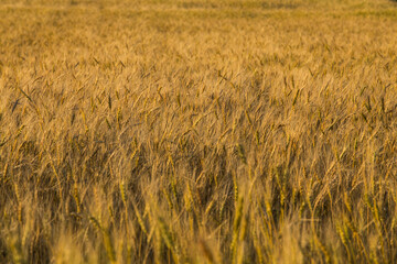 wheat field detail
