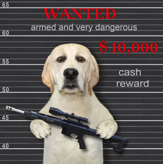A dog criminal holds an assault rifle. Armed and very dangerous. He is wanted.