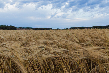 wheat field moved by wind with cloudy sky