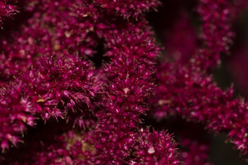 Fototapeta premium fleur