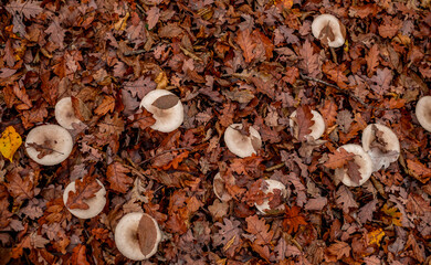 mushrooms among the autumn leaves
