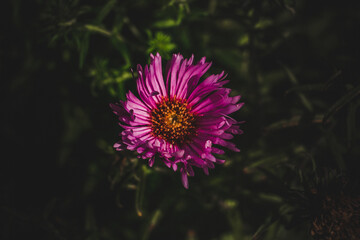 Soft focus of a beautiful pink aster flower with soft light against a dark background