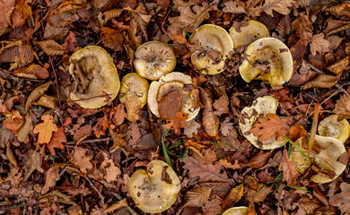 mushrooms among the autumn leaves