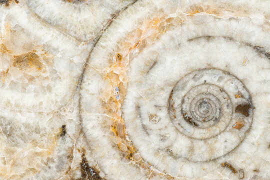 Macro photograph of a sliced Goniatite fossil showing the interior chambered structure in the Atlas Mountains in Morocco
