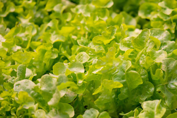 Fresh organic green oak lettuce vegetable plant farm