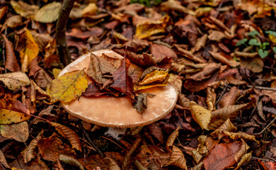 mushrooms among the autumn leaves